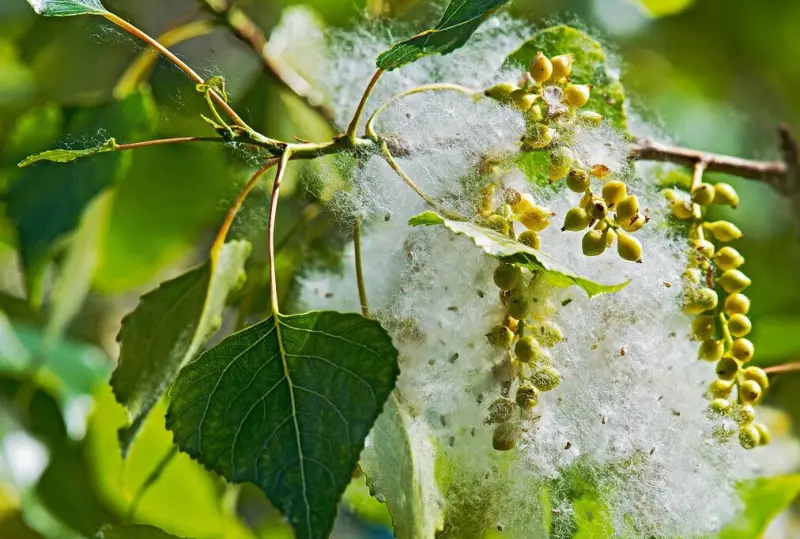 Poplar Tree leaves