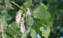 24 Types of Poplar Trees (Pictures and Leaves Identification)