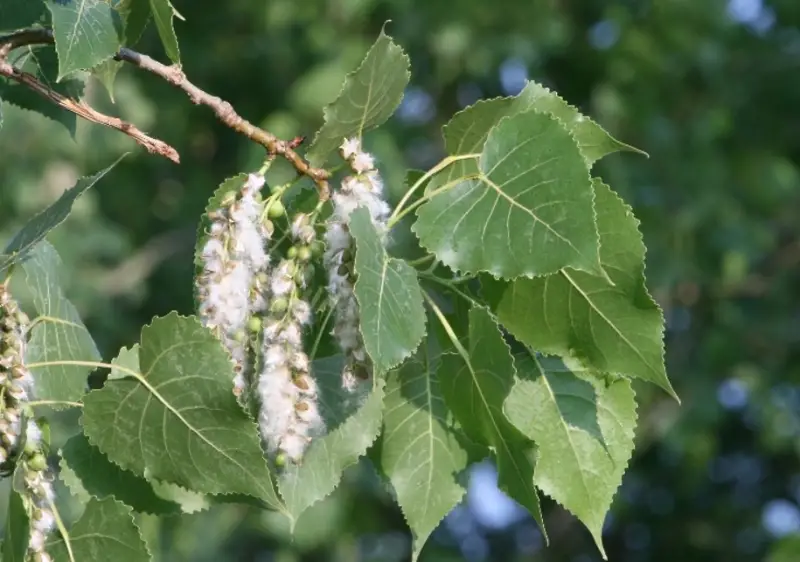 Poplar Tree leaves