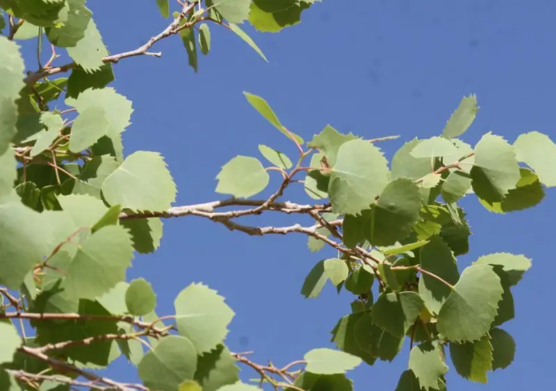 Poplar Tree leaves