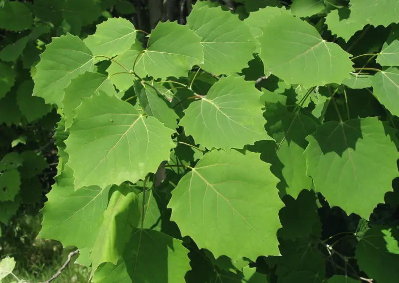 Poplar Tree leaves