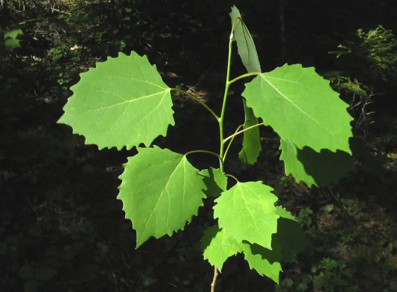 Poplar Tree leaves