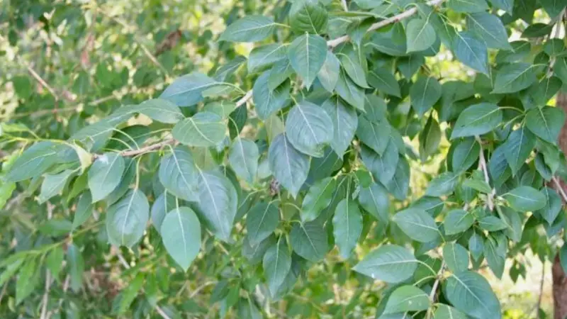 Poplar Tree leaves