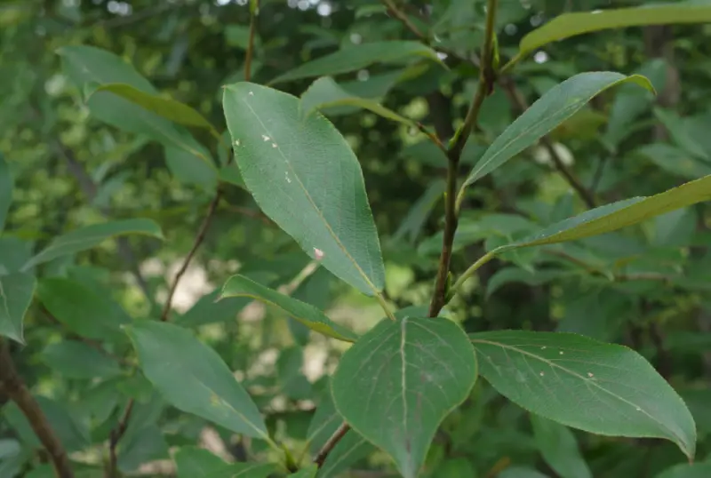 Poplar Tree leaves