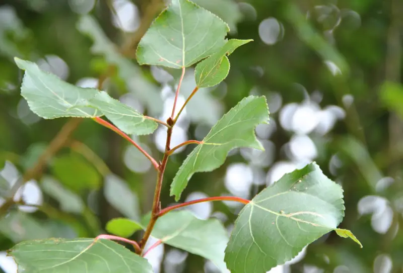 Poplar Tree leaves