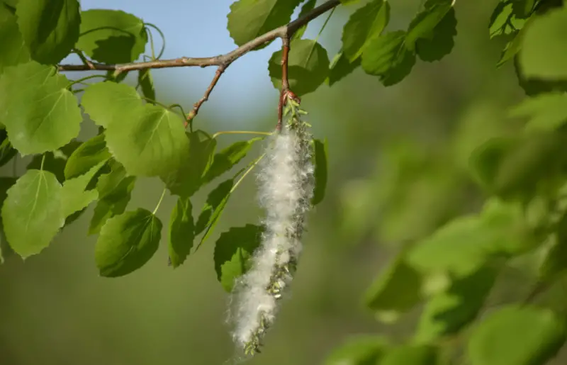 Poplar Tree leaves