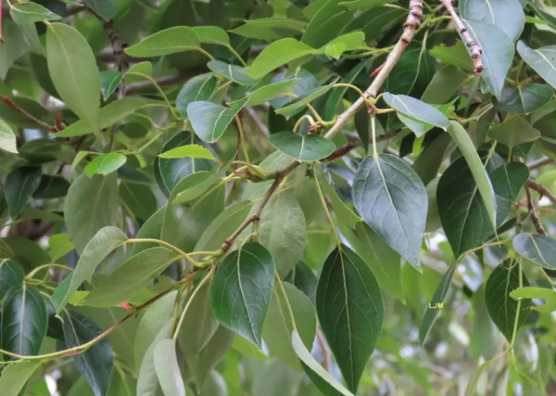 Poplar Tree leaves