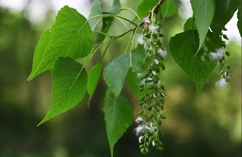 Poplar Tree leaves