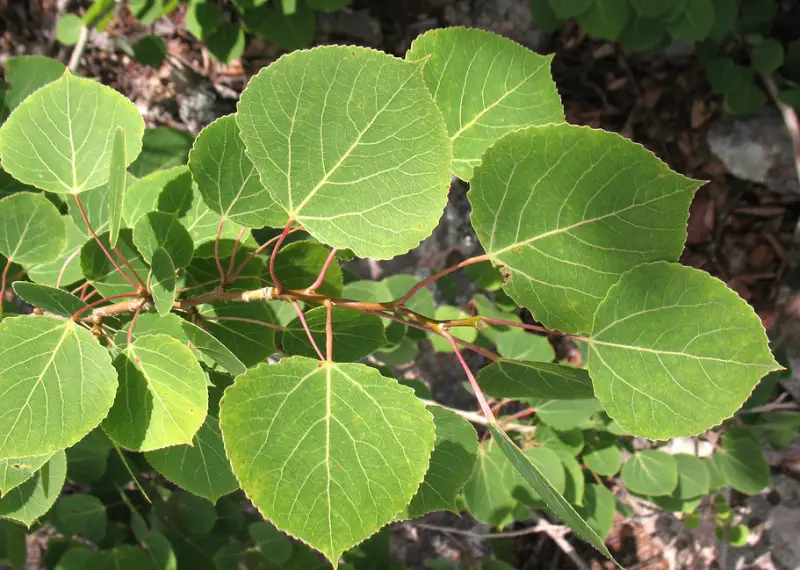 Poplar Tree leaves