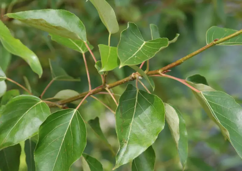 Poplar Tree leaves