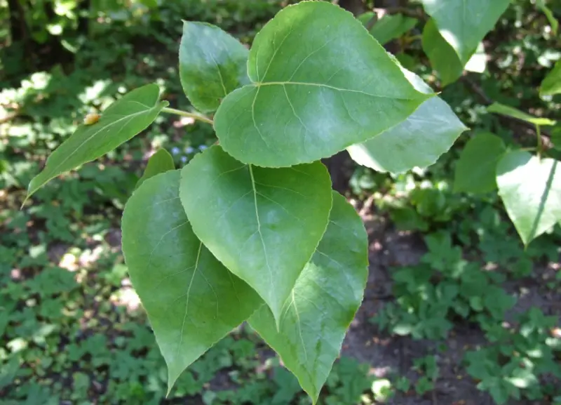 Poplar Tree leaves