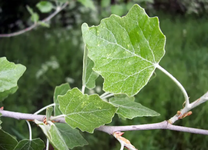 Poplar Tree leaves