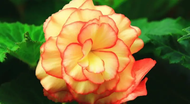 Begonia Varieties