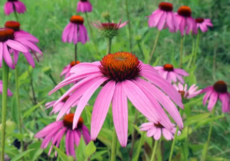 Types of Wildflowers