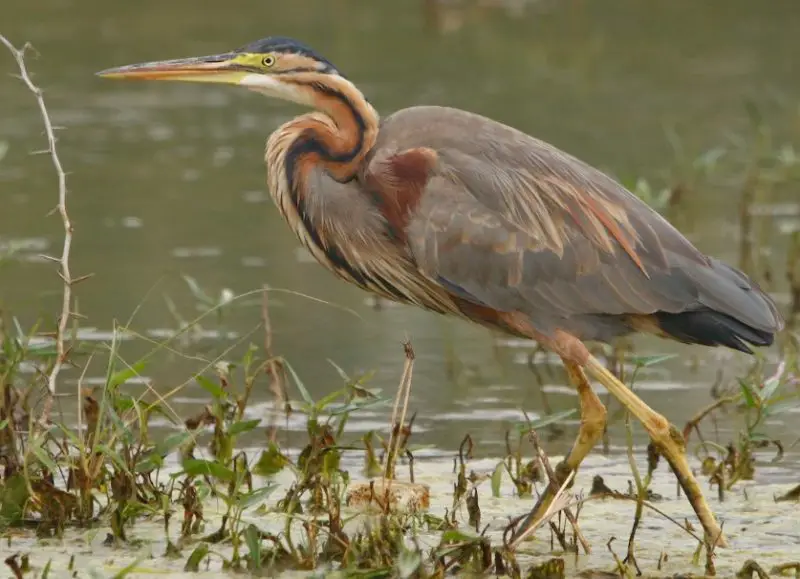 Types of Herons