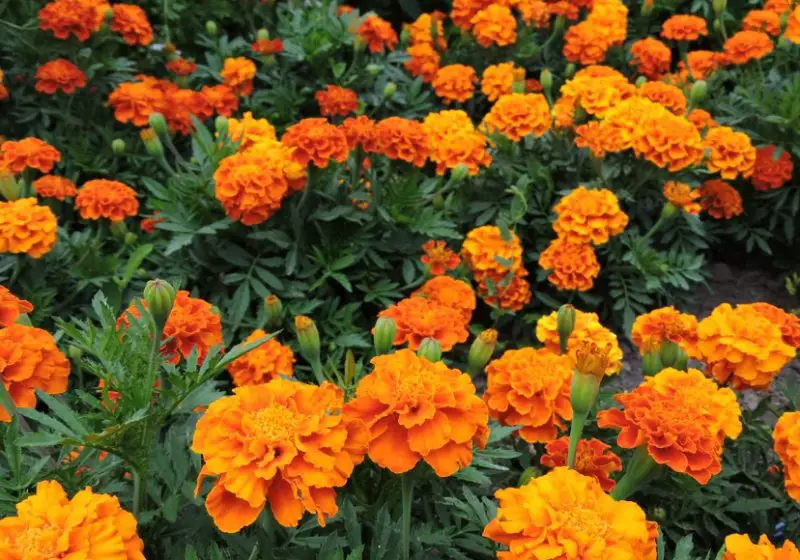 Types of Marigolds