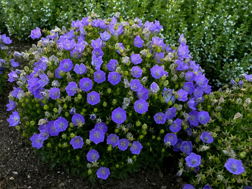 Baby Blue Flowers