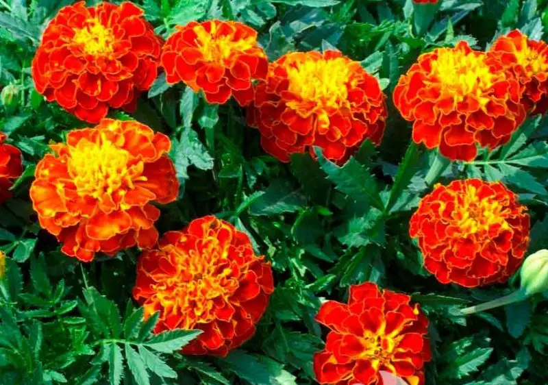 Types of Marigolds