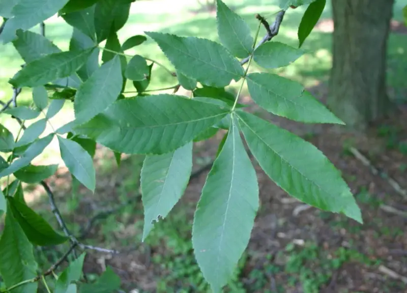 Types of Hickory Trees