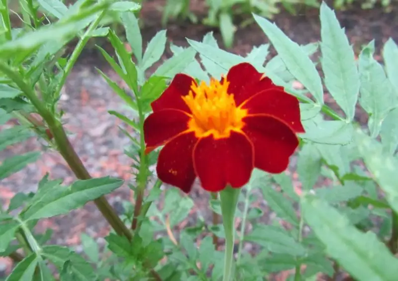 Types of Marigolds