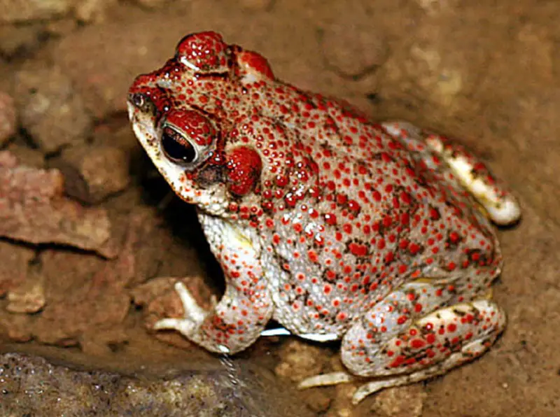 California Toads