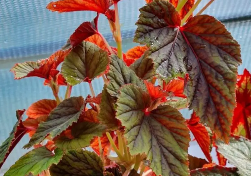 Types of Begonias