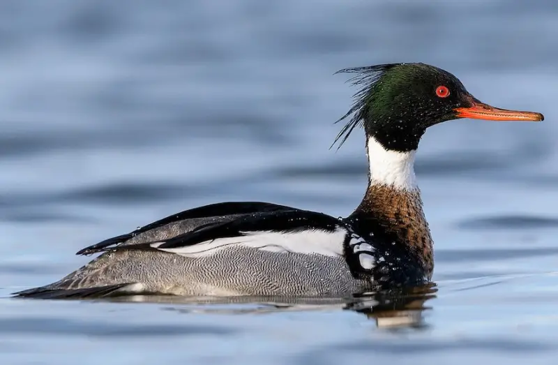 Ducks of Michigan