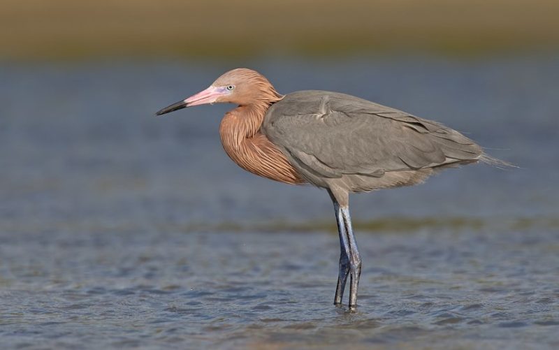 Types of Herons