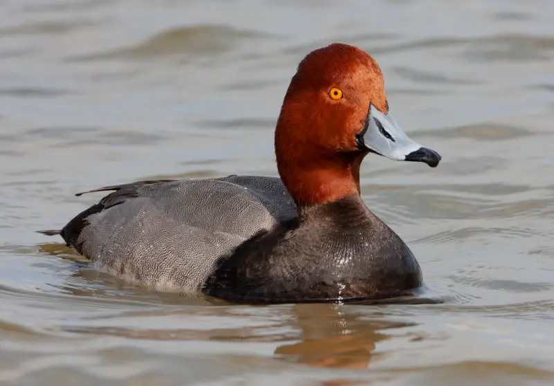 Birds with Red Heads