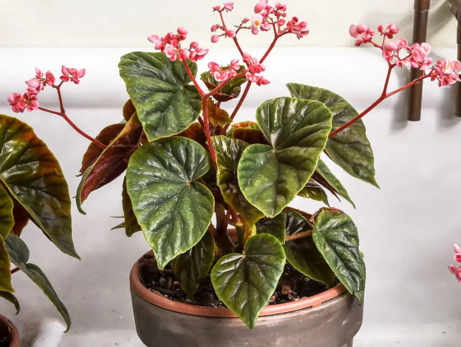 Begonia Varieties