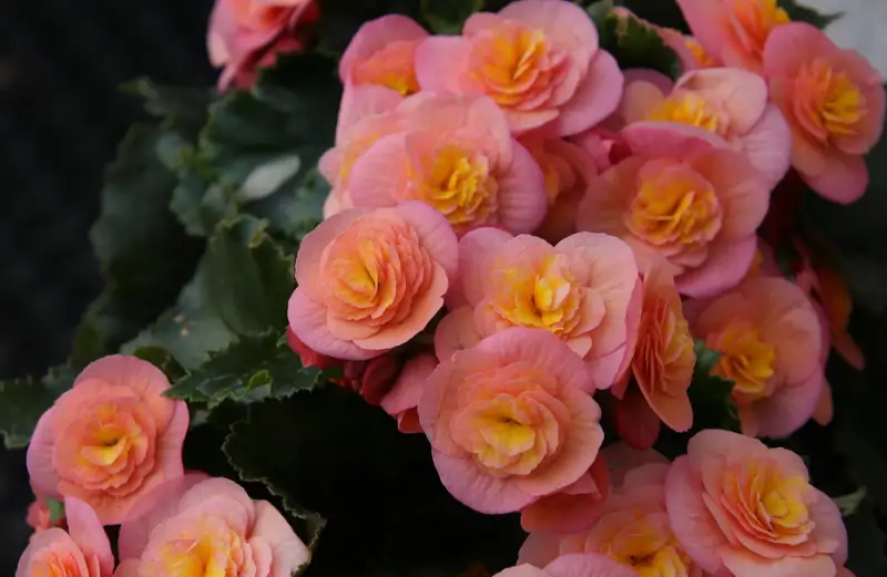 Begonia Varieties