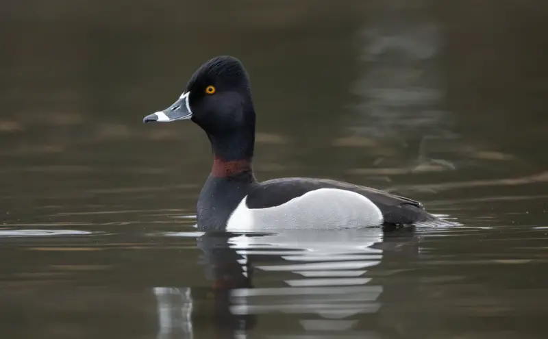 Ducks of Michigan