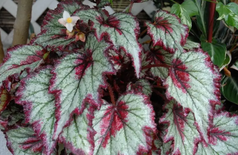 Begonia Varieties