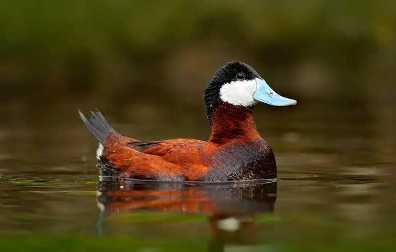 Ducks of Michigan