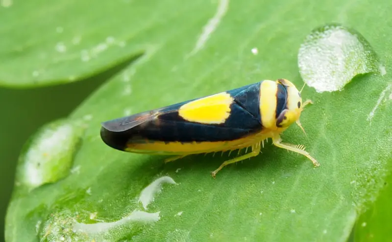 Yellow and Black Stripe Bug