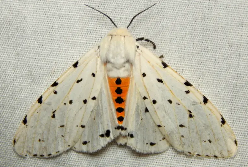 Florida Moths