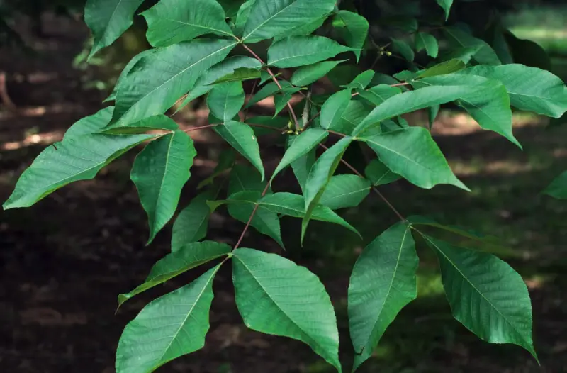 Types of Hickory Trees