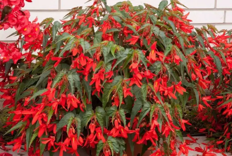 Begonia Varieties