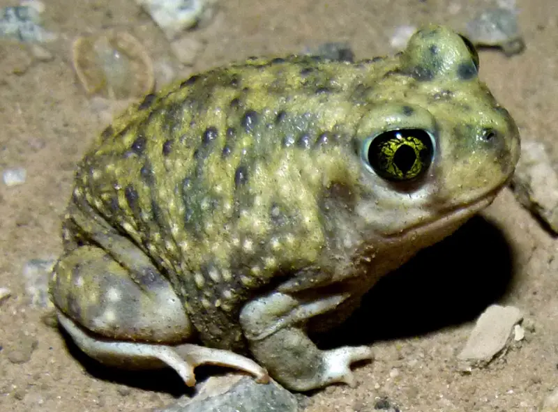 Toads in California