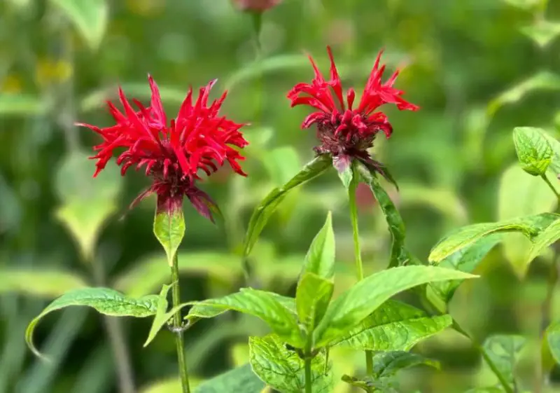 Types of Wildflowers