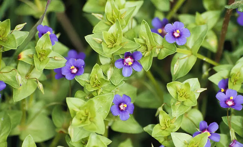 Baby Blue Flowers