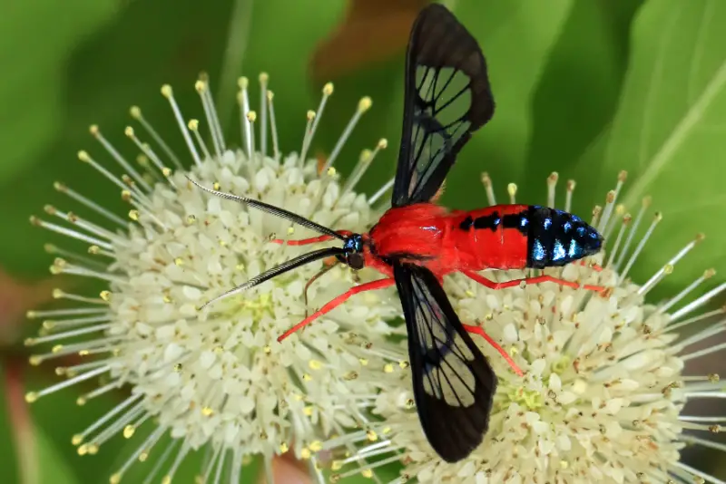 Florida Moths