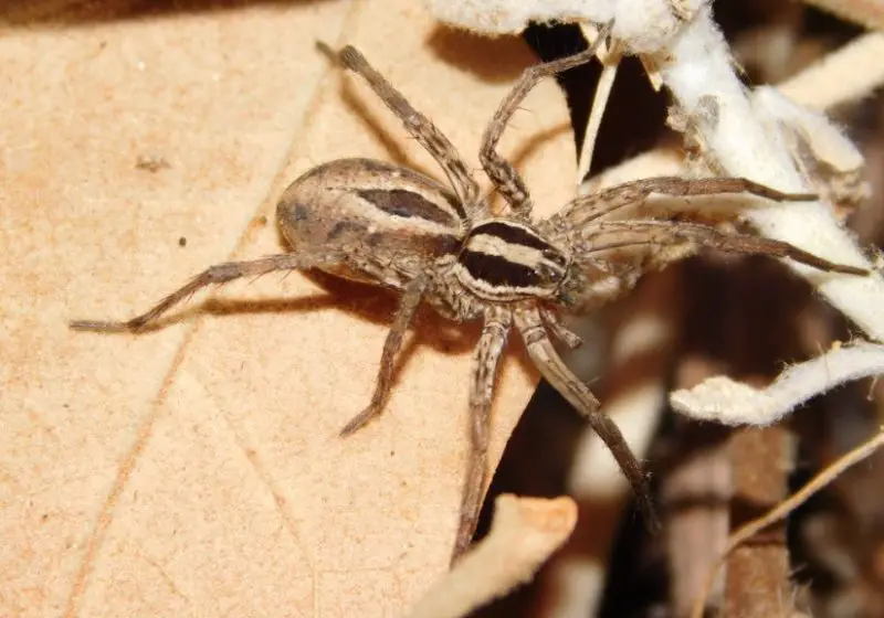 California Spiders