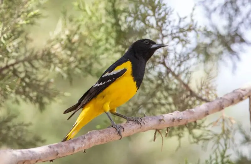 Types of Orioles