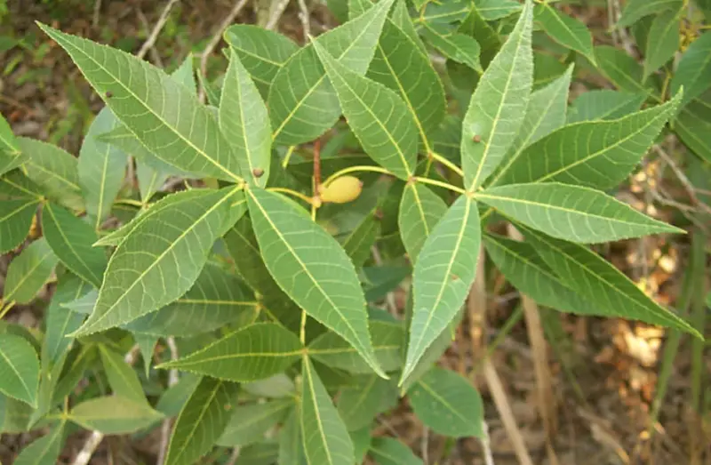 Types of Hickory Trees