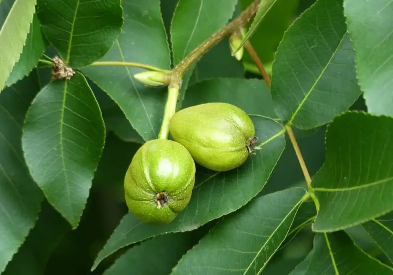 Types of Hickory Trees