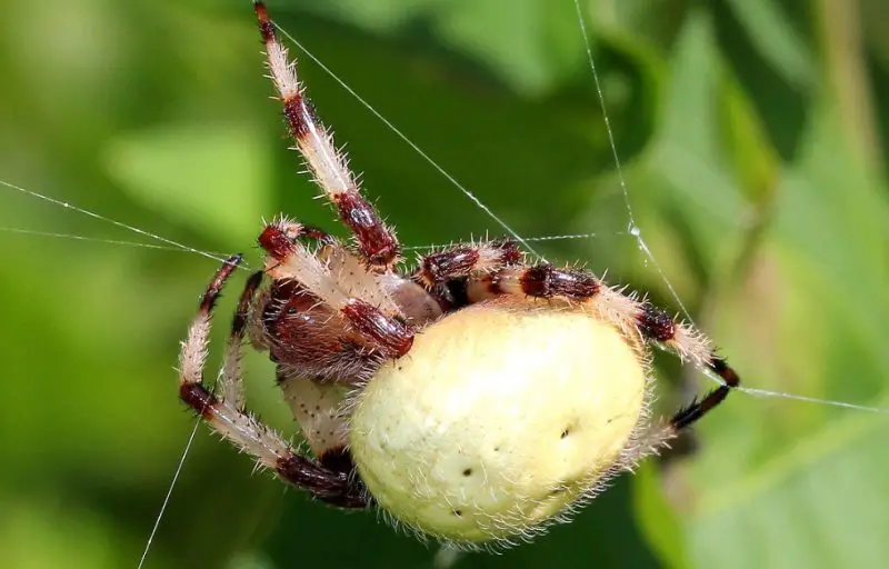 California Spiders