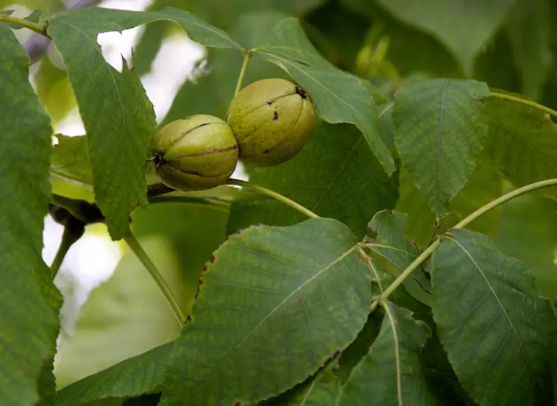 Types of Hickory Trees