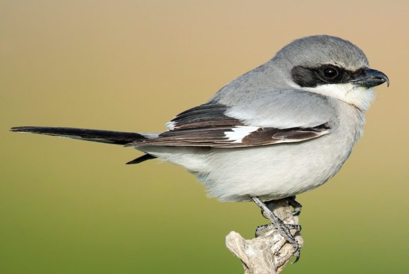 Birds in Georgia