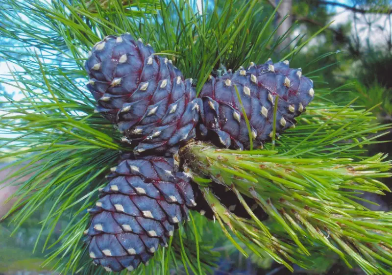 Types of Pine Cones